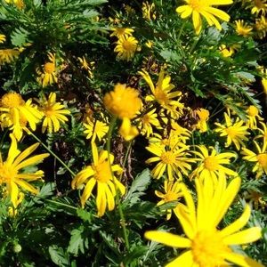 Meet your Posher, Margi